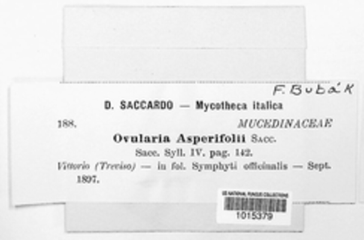 Ovularia asperifolii image